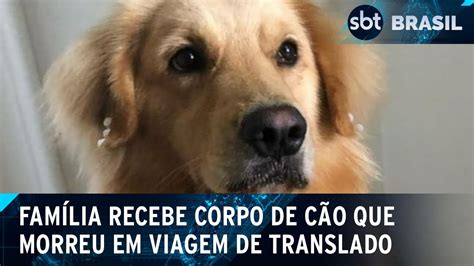 Cadela Morre Em Viagem E Fam Lia Recebe Corpo Em Caixa De Gelo Sbt