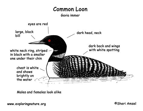 Loon (Common)