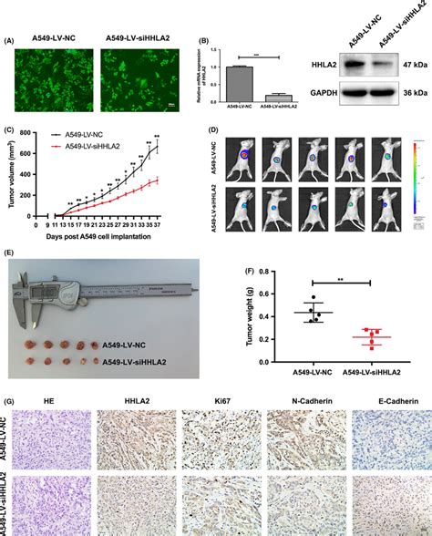 Knockdown Of Hhla Inhibited Tumorigenesis In Vivo A Representative