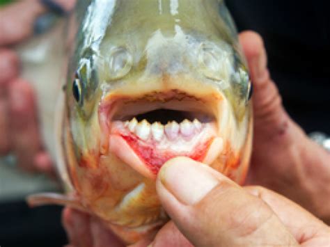 'Testicle-Eating' Fish Netted In South Jersey | Cinnaminson, NJ Patch