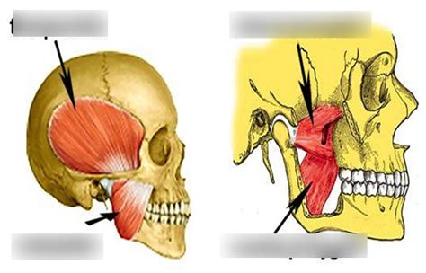 Oral Cavity Muscles Diagram | Quizlet