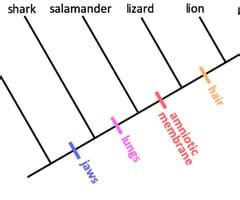 Systematics And Phylogenies Flashcards Quizlet