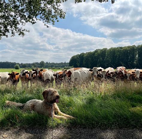 Over Hester Van Der Schee Terrawijs