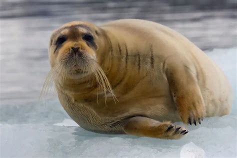 Seal Species Diversity & Adaptations: A Closer Look - Nature Roamer