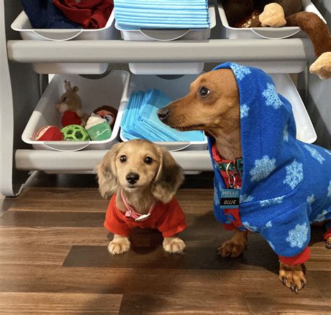 emmy 🧁 on Twitter: "my christmas babies ️…