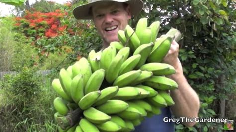 How To Harvest A Large Bunch Of Lady Finger Bananas The Kid Should