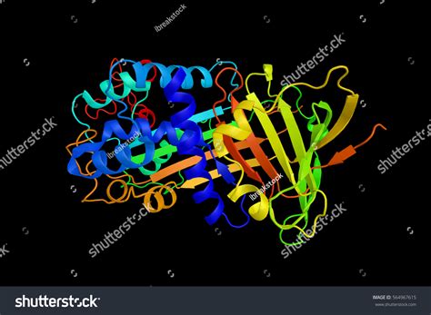 Vitronectin Images Stock Photos Vectors Shutterstock