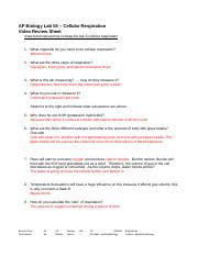 AP Bio Lab 05 Cellular Respiration Worksheet WL Docx AP Biology Lab