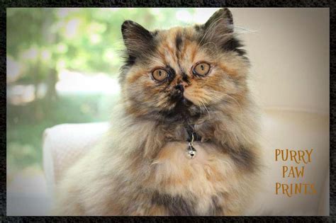 Tortoiseshell Persian