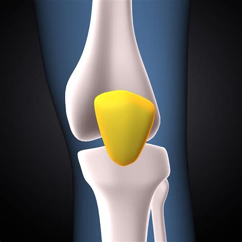 Anatomie De L Os De L Articulation Du Genou Du Squelette Humain