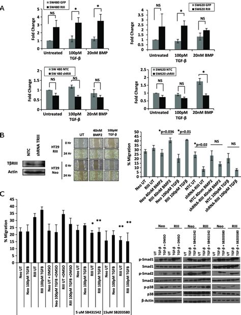 Tβriii Increases Colon Cancer Cell Migration A Sw480 And Sw620 Gfp