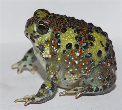 How to get the upper body of a burrowing frog – Research News