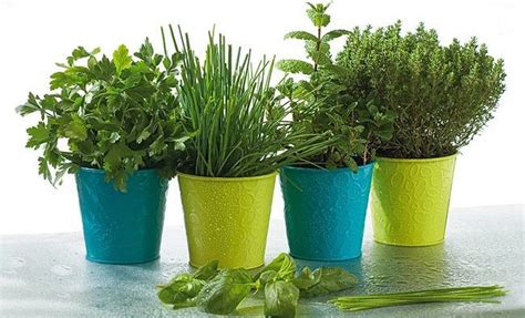 Plantas Para Repeler Insectos De Forma Natural Guiadeconsejos