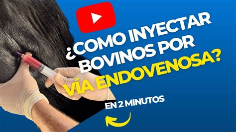 C Mo Inyectar Bovinos Por V A Endovenosa Intravenosa Youtube