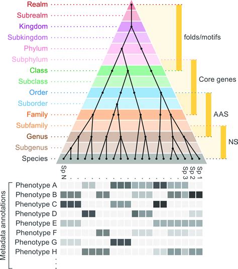 Taxonomy Classification System