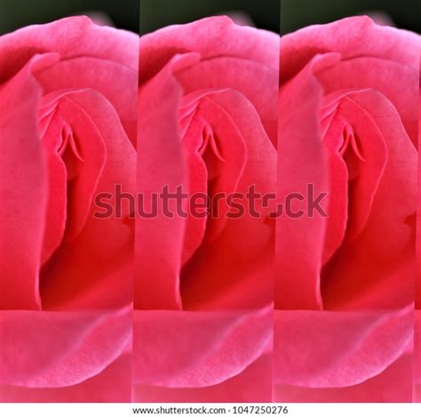 Sex Pussy Vulva Clitoris Vagina Orgasm Foto Stock 1047250276 Shutterstock