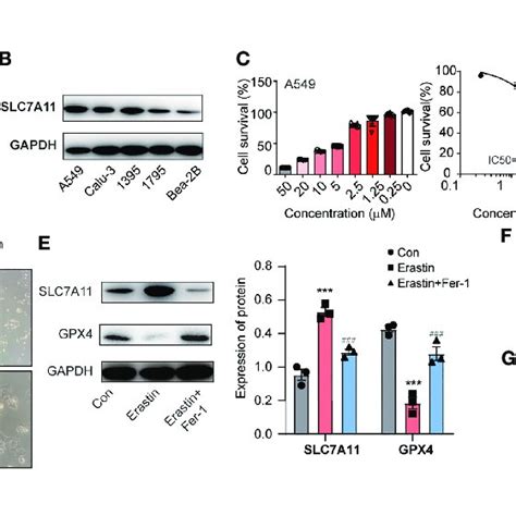 Schematic Of The Working Details Of Mir A P Slc A In Nsclc