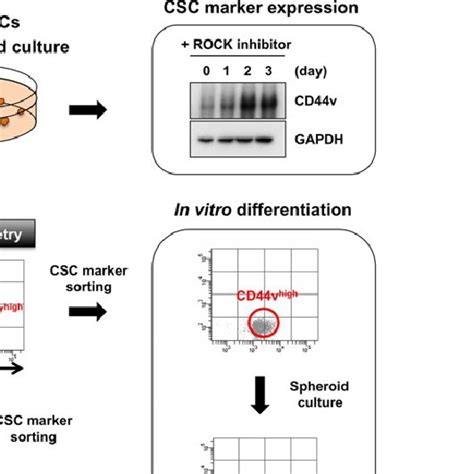 Evaluation Of Cancer Stem Cell Cscassociated Phenotypes Of Colon Download Scientific Diagram