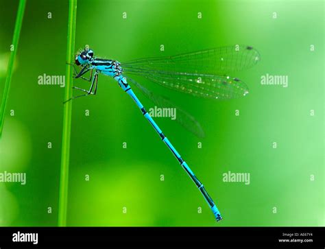 Azure Damselfly Coenagrion Puella Stock Photo Alamy