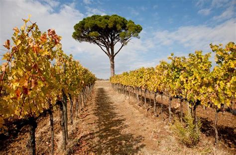 Montepulciano wine tour: Wineries and restaurants - Decanter