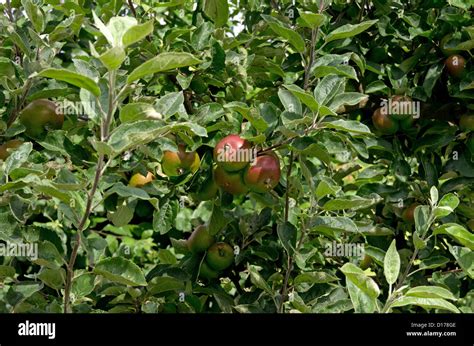 Apple Devonshire Quarrenden In Helmsley Walled Garden Stock Photo Alamy