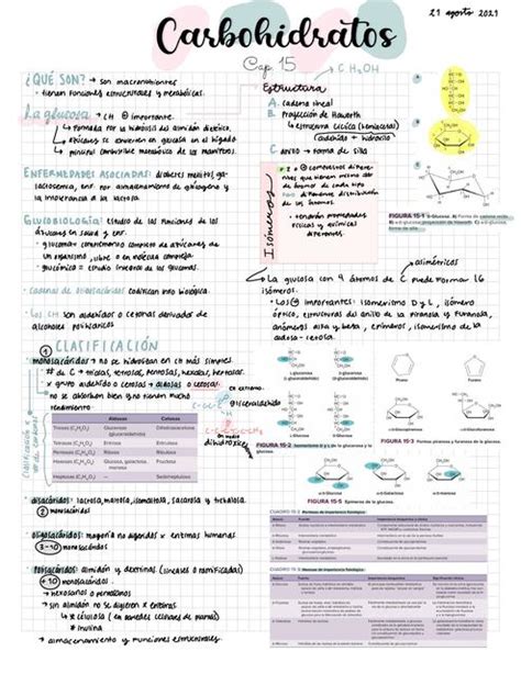 Carbohidratos Studyland Udocz