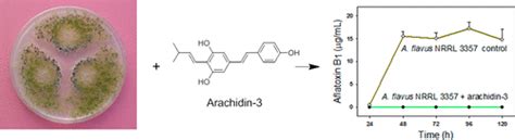 Suppression Of Aflatoxin Production In Aspergillus Species By Selected