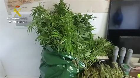 Desmantelado Un Punto De Cultivo Y Venta De Marihuana En Los Belones