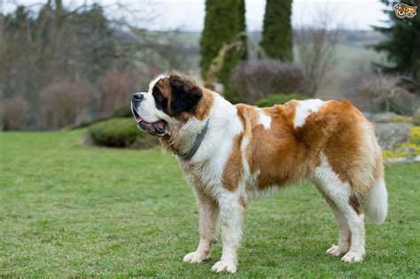 Saint Bernard Dog Breed Facts Highlights And Buying Advice Pets4homes