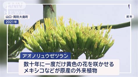 話題のニュースを追跡！「100年に一度咲く」巨大植物フィーバー 命運分けた“干潮”