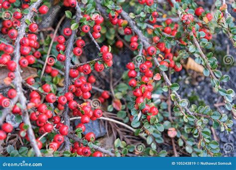 Fresh And Red Color Of Pink Peppercorn Plant In The Garden A Dr Stock