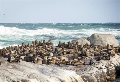 Seals at Seal Island Cape Town - Entouriste