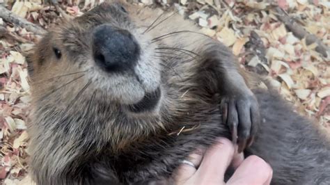 Beaver Belly Rubs YouTube