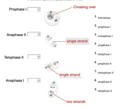 Solved Match Each Image With The Appropriate Phase Of Meiosis