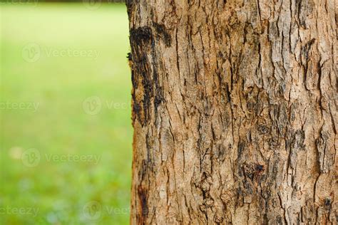 Close Up Of Pattern Of Cracks On Tree Trunks With Nature Background In