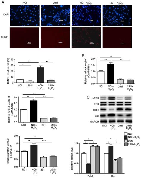 Downregulation Of MiR 291b 3p Rescues H 2 O 2 Induced Dysfunction In