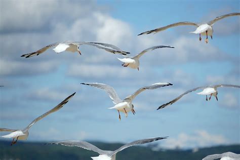 Preservare La Biodiversit Pi Turismo