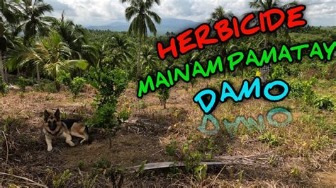 Herbicide Mainam Pamatay Damo Youtube