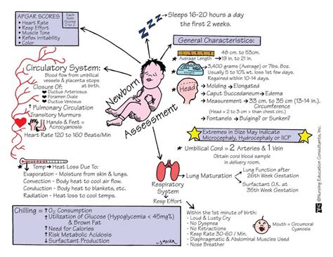 Newborn Assessment Neonatal Nurse Child Nursing Newborn Assessment