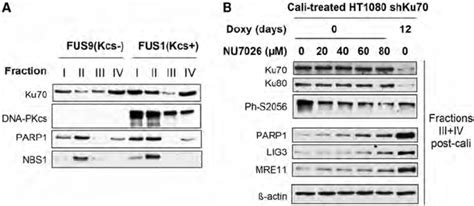 Effect of DNA-PKcs deficiency or inhibition of DNA-PK on the... | Download Scientific Diagram