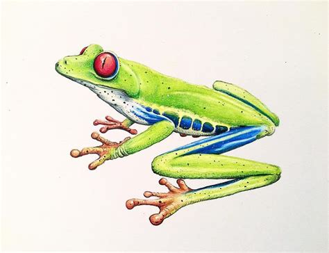 Ryan Chadwick on Instagram: “Red eyed tree frog . . #nature #fineart # ...