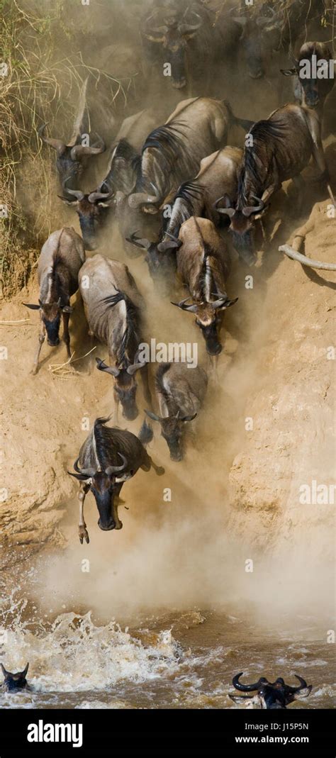 Wildebeest Jumping Into Mara River Great Migration Kenya Tanzania