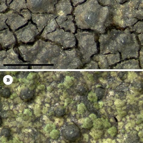 Verrucaria Rosula Sections Of Perithecia A Holotype B Orange