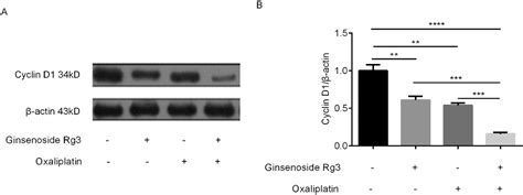 Figure 3 From Ginsenoside Rg3 Combined With Oxaliplatin Inhibits The