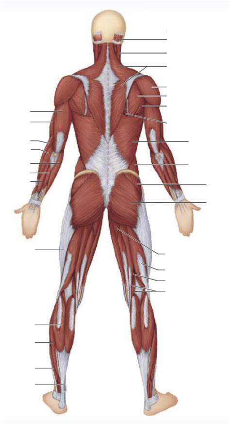 Muscle Posterior Diagram Quizlet