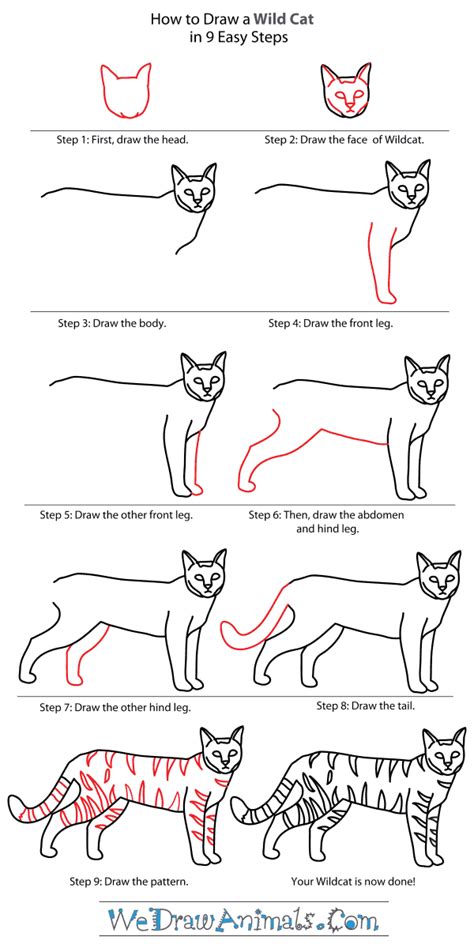 How to Draw a Wildcat