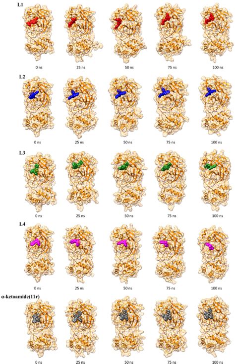 Binding Pose Of Selected Four Ligands And A Ketoamide R Over The