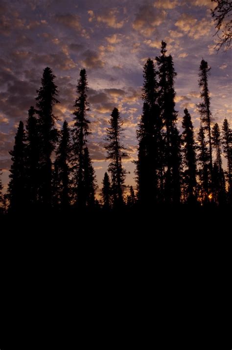 Free picture: sunset, forest