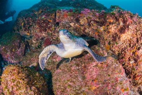 Premium Photo | Green sea turtle swimming in hachijojima