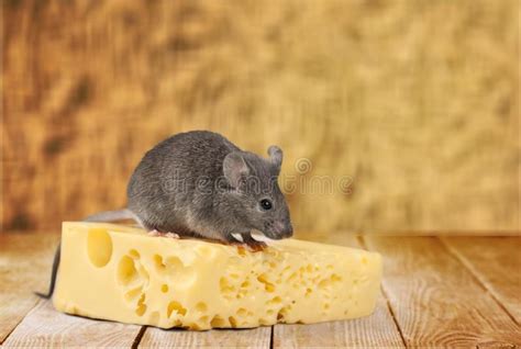 Swiss Cheese Mouse